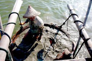 潮汕人沒有不愛的薄殼迎來最肥美的季節！